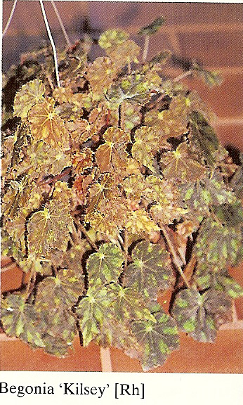 B. ‘Kilsey’